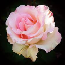 Colors may vary slightly from the photo as each bouquet is created based on the season. Pink Promise This Is The First Rose To Appear On This New Flickr