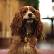 La Belle Et Le Clochard Pour Son Live Action Disney Engage Un Chien Abandonne Lady And The Tramp Disney Dogs Disney Artists