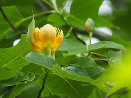 Image result for Magnoliaceae