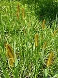Image result for Setaria pumila