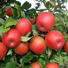 Care And Growing Honeycrisp Apples How To Grow Honeycrisp