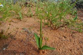 Image result for Ophioglossum polyphyllum
