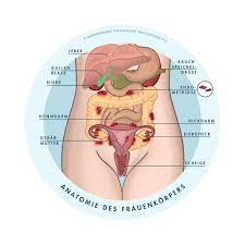 Eine pyometra oder gebärmutterentzündung, genauer gebärmuttervereiterung, bedeutet eine eitrige entzündung des endometriums, also der schleimhaut, die die gebärmutter von innen auskleidet. Was Ist Endometriose Endometriose Vereinigung Deutschland E V