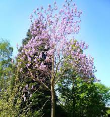 Facebook gives people the power to share. Blauglockenbaum Paulownia Tomentosa Gunstig Online Kaufen