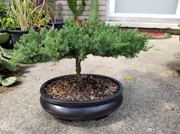 May 1, 2017 by caleb. I Found The Traveling Bonsai Salesman Yesterday Bonsai