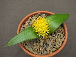 Image result for Daubenya