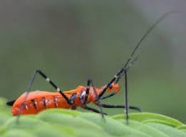 Assassin Bug Zelus Longipes Bugguide Net Plant Diseases Assassin Milkweed