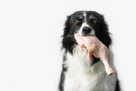 10,000g x 0.02 = 200g of food. Feeding Fido The Pros Cons Of A Raw Food Diet Outside Rein