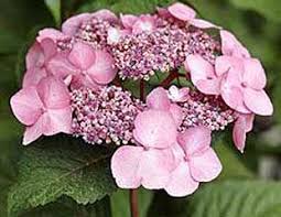 Summer flowering shrubs like so many shrubs create structure and shape in the garden. Summer Flowering Shrubs