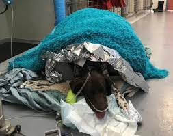 Image result for Metaldehyde Poisoning