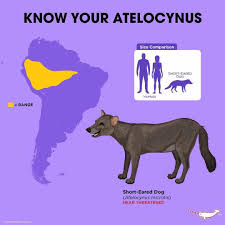 Peppermint Narwhal On Instagram Shorteareddog Atelocynus Peppermintnarwhal 2019 Animal Holiday Calend Fun Facts About Animals Unusual Animals Animal Facts