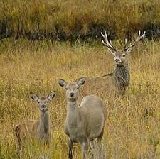Pälsen består av ihålliga hårstrån som fungerar som stötdämpare om de faller på klipporna. Hjortdjur Wikipedia