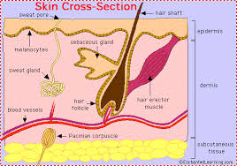 The skin is an organ that forms a protective barrier against germs (and other organisms) and keeps the inside of your body inside your body, and skin is made up of two layers that cover a third fatty layer. Skin Anatomy Enchantedlearning Com