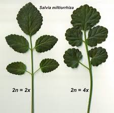 Plant breeders are required to know a whole pile of stuff in an array of disciplines ranging from the macro to the micro: Artificial Polyploidy In Plants Frontiers Research Topic