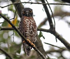 Brown Bird With Black And White Wings Uk Brown Hawk Owl Ninox Scutulata Picture 5 Of 6 The Owl Pages Owl Owl Photos Colorful Owls