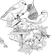 Thema Vogels In De Winter Google Suche Kleurplaten Vogels Kleuren