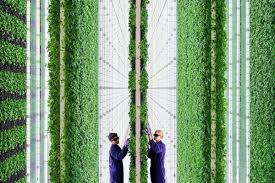 Vertical farming | vertical farming or vertical agriculture facilitates viable agricultural production inside buildings, in the metropolitan areas of our cities. Apples To Apples Are Vertical Farms Better For The Environment By Robinson Greig Medium