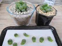 キャンドゥにあのオブツーサがぁっ ﾟdﾟ ハオルチアの葉挿しのコツも紹介します