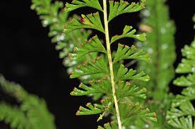 Image result for Lindsaeaceae