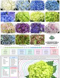 Hydrangea Size Chart Jet Fresh Flower Distributors