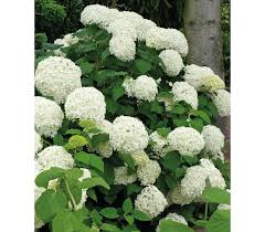 Check spelling or type a new query. Hortensie Anabelle 1l