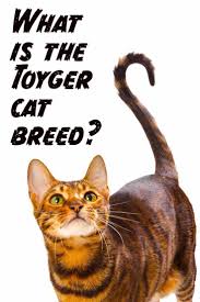 Toyger The Tiny Tiger Whos All Domestic Cat Cat Breeds