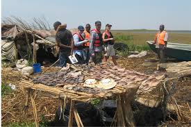 Image result for Craterosiphon quarrei