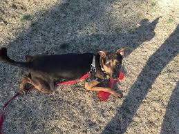 Unlimited a pet owner who supports the pet professional guild guiding principles. Certified Behavior Consultant Aggression Reactivity Anxiety Long Island