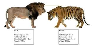 13 Big Cats Size Comparison Chart Google Search Big Cat