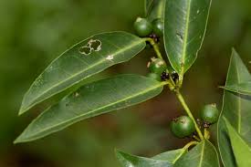 Image result for Polysphaeria lanceolata