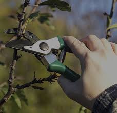 We offer you the best in expert care for your trees and shrubs and customer service for you. Tree Service Tree Trimming Services And Tree Removal Services In Winter Garden Clermont And Ocoee