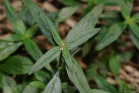 Image result for Spermacoce deserti