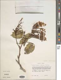 Image result for Craibia