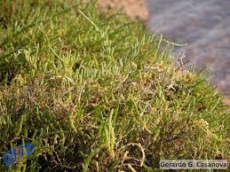 Image result for Sarcocornia perennis