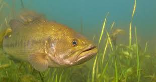 Underwater Pictures Of Freshwater Game Fish In Their Natural Habitat Walleye Largemouth Bass Smallmouth Bass Musk Underwater Pictures Fishing Pictures Fish