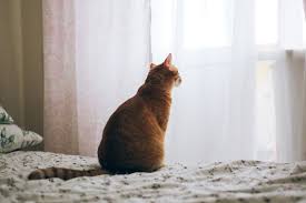 Auch dir ist es möglich, von deiner tätigkeit als haustierhalter einmal freizunehmen. Katze Alleine Lassen Wie Lange Ist Es Ok Herz Fuer Tiere De