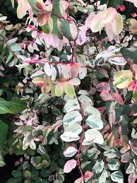 Other problems with dieffenbachia plant may be created by improper lighting. Snow Bush Information Learn About Growing Snow Bush Shrubs At Home