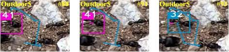 Keeping your home free of carpenter ants all year long requires careful prevention of the things that attract them as well as ant control from pointe pest control. Accurate Detection And Tracking Of Ants In Indoor And Outdoor Environments Biorxiv