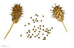 Image result for Trigonella