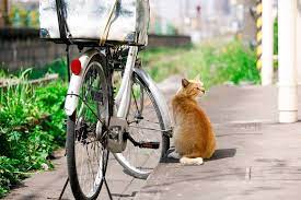 nekokichi on instagram ねぇねぇ これに乗るとどこまで行けるの うみってトコも行ける そこ お魚 イッパイいるんだよね 野良猫 外猫 地域猫 のらねこ部 straycat straycats streetcat streetcats cats animals