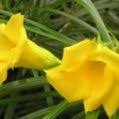 Spathodea campanulata is a declared class 3 pest species in queensland, australia, under the land protection (pest and stock route management) act 2002. Flowers Name In Hindi And English 100 à¤« à¤² à¤• à¤¨ à¤®