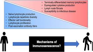 Immunosenescence And Human Vaccine Immune Responses Immunity Ageing Full Text