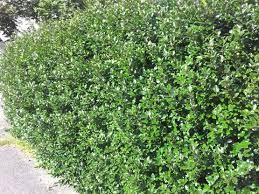 We did not find results for: Hier Kaufen Hecken Ilex Bis 125 Cm Grosse Mit 100 Anwachsgarantie