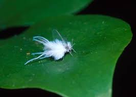 Maybe you would like to learn more about one of these? How To Get Rid Of Woolly Aphids Tiny Fluffy Bugs Appear In The Southeast