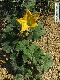 Image result for Cucurbita