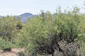 Image result for Prosopis juliflora