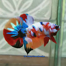 Pin Di Koi Betta Varian