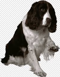 See full list on hillspet.com English Springer Spaniel Png Images Pngegg