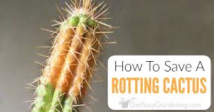 These don't have furry ears and a tail but are the smaller versions of the parent plant at the base. How To Save A Rotting Cactus Plant Get Busy Gardening