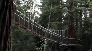 Instead, we wandered into the woods for some natural beauty. Redwoods Treewalk Activity In Rotorua New Zealand